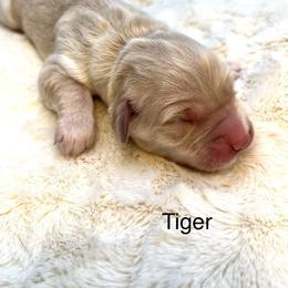 Tiger - Golden male Golden Retriever puppy in New Ringgold, Pennsylvania from Hawk Mountain Doodles