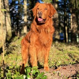 Boy 4 - Dark golden male Golden Retriever puppy in Lebanon, Oregon from Dark Goldens on Hilltop