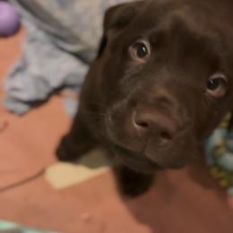 Poppy - Chocolate female Labrador Retriever puppy in Longmont, Colorado from Cornwell Labradors