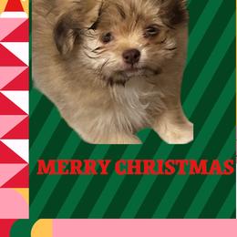 Mi-Ki puppies from Endless Treasures