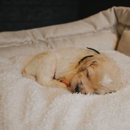 Goldendoodle Puppies from J + A Family Doodles