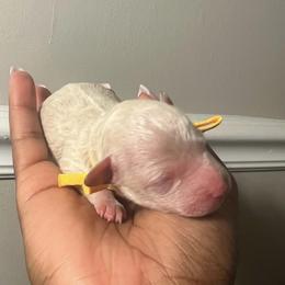 Poodle Puppies from J'Adore Doodles