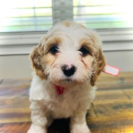 Pumbaa - White male Cavapoo puppy in Bradenton, Florida from Christianna’s Mini Goldendoodles