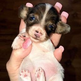 Dachshunds from Missy’s Mini Dachshunds