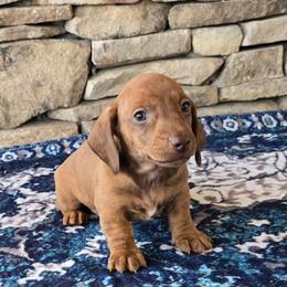 John - Brindle male Dachshund puppy in Signal Mountain, Tennessee from Hot Diggity Doxens