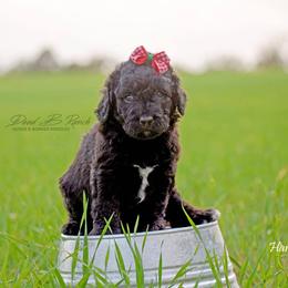 Aussiedoodle and Bordoodle Puppies from Dood B Ranch Doodles
