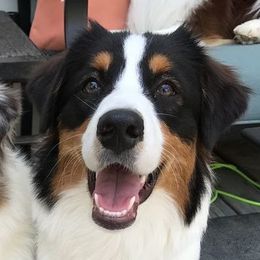 Australian Shepherd All Grown Up from Snowberry Point Aussies