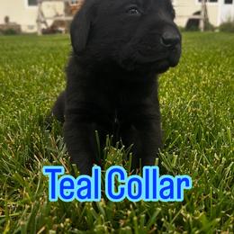Australian Cattle Dog and Labrador Retriever Puppies from Christensen Heelers