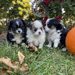 Chihuahua Puppies from Knox Rock'n Chihuahuas