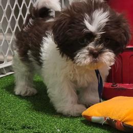Boy One dark blue collar - Brindle and white male Shih Tzu puppy in New Bern, North Carolina from Kuddly Creatures