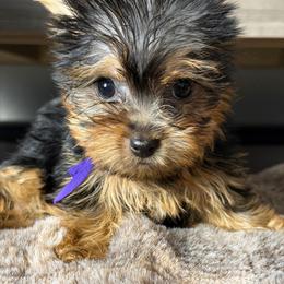 Zuri - Black and gold female Yorkshire Terrier puppy in Palmdale, California from Pucci Pawfect