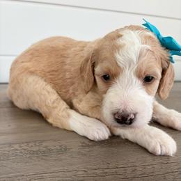 Elsie - Yellow and white female Bernedoodle puppy in Garrettsville, Ohio from Sunset Family Farm