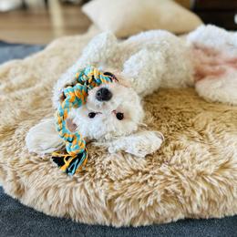 Cavapoo puppies from The Little Park Farm
