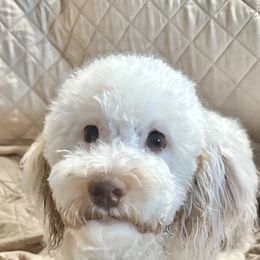 Goldendoodle All Grown Up from Scherrer Sweet Goldendoodles