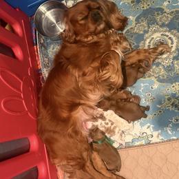 Cavalier King Charles Spaniel puppies from Misty Meadow Cavaliers