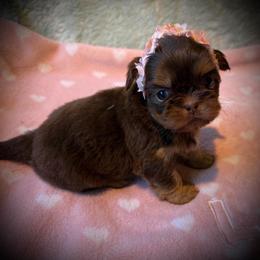 NUTELLA - Chocolate and tan female Shih Tzu puppy in Kamilche, Washington from Serendipity Shih tzu