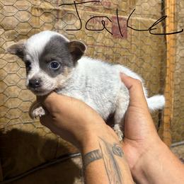Tony - Blue male Australian Cattle Dog puppy in Timpson, Texas from Double S Kennel