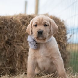 Dilute Retriever Puppies from Prairie Hills Labs