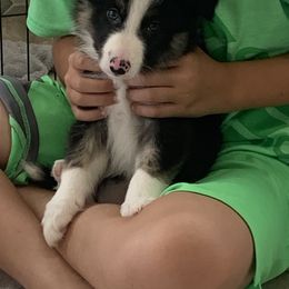 Dizzy - Border Collie puppy in Jonesboro, Arkansas from Hampton Border Collies