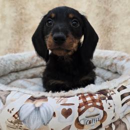 Black and tan STANDARD wire male - Black and tan male Dachshund puppy in Cheney, Washington from Nouvelle Standard Dachshunds