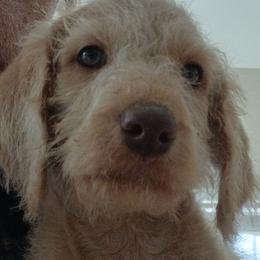 Vinny - Caramel male Labradoodle puppy in Henderson, Nevada from Hills labradoodles