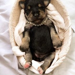 Miniature Schnauzer Puppies from Hardcastle Family Mini Schnauzers