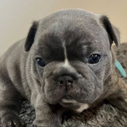 French Bulldogs from Summit View Frenchies