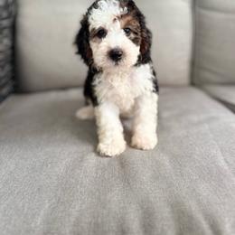 Toby - Tri-color male Bernedoodle puppy in Goldsboro, North Carolina from The Grantham House