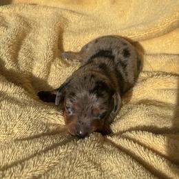Ollie - Dapple male Dachshund puppy in Humphreys, Missouri from Foster’s Dachshunds