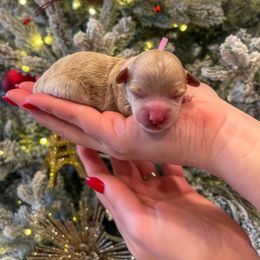 Goldendoodle and Maltipoo Puppies from Pnwfamilydoodles