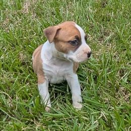 Flare - Red female American Staffordshire Terrier puppy in Conley, Georgia from Cicero Kennels