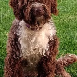 Portuguese Water Dogs from Pine Ridge Porties