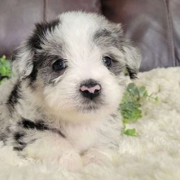 Sage - Blue merle Aussiedoodle puppy in Missouri from B&M Cottonwood Canines