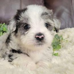 Sage - Blue merle Aussiedoodle puppy in Missouri from B&M Cottonwood Canines