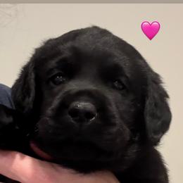Miss Pink - Black female Labrador Retriever puppy in Clinton, Tennessee from Summer Rose