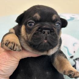 Travis - Black and tan male French Bulldog puppy in Germantown, Ohio from LaBelle Bulldogs