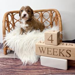 Fuji - Red  male Goldendoodle puppy in from Pink Poodles and Doodles