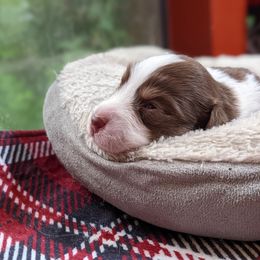 Girl 1 - Red Australian Shepherd puppy in Cape Coral, Florida from Carrotwood Kennel Australian Shepherds