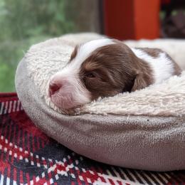 Girl 1 - Red Australian Shepherd puppy in Cape Coral, Florida from Carrotwood Kennel Australian Shepherds