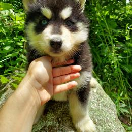 Blossom - Black and white female Siberian Husky puppy in West Liberty, Ohio from Skyfallsiberians