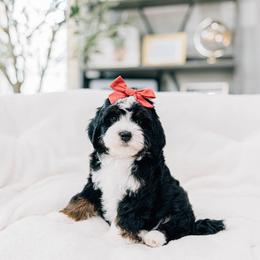 Cream puff - Tri-color female Bernedoodle puppy in Murray, Utah from Sun Valley Doodles