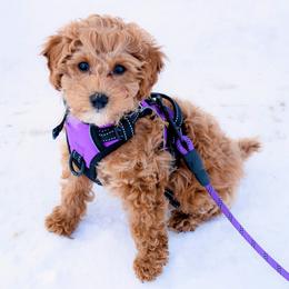 Poodle All Grown Up from Crimson Ridge Poodles