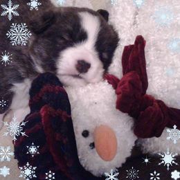 Cardigan Welsh Corgi Puppies from Stornoway Cardigan Welsh Corgis