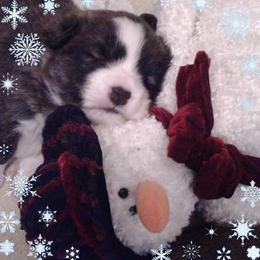 Cardigan Welsh Corgi Puppies from Stornoway Cardigan Welsh Corgis