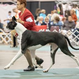 Great Danes from Beehive Great Danes