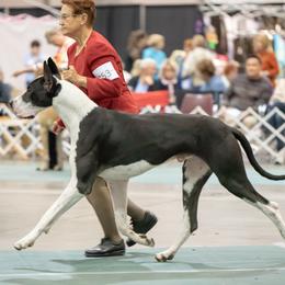 Great Danes from Beehive Great Danes