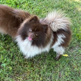 Tucker - Pomeranian