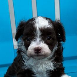Ursula - Brown and white female Aussiedoodle puppy in Oklahoma City, Oklahoma from Foneb Farm - The F1B Farm
