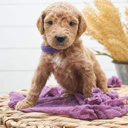 Kiara - Purple Collar - Apricot female Goldendoodle puppy in Arlington, Washington from Anderson Goldendoodles
