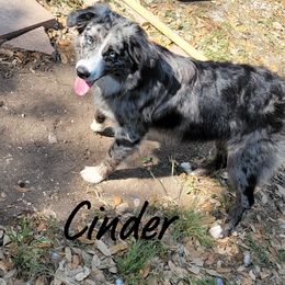 Cinder - Miniature Australian Shepherd